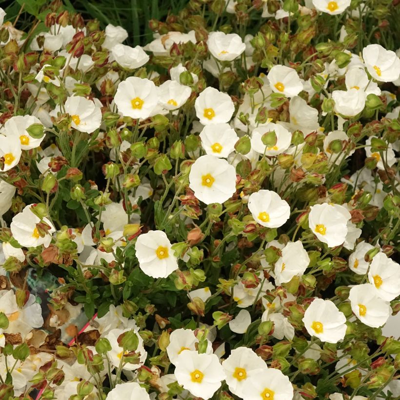 Salbeiblättrige Zistrose - Cistus salviifolius (Blüte)