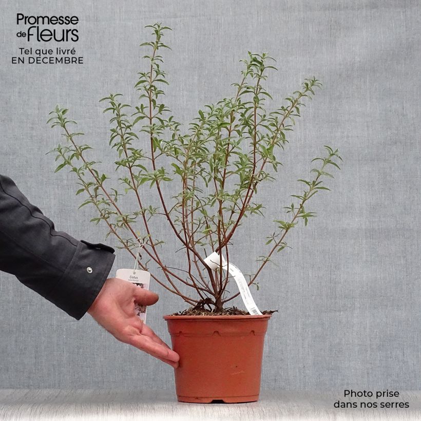 Exemplar von Rosa Zistrose - Cistus skanbergii Topf mit 2L/3L wie im Winter geliefert