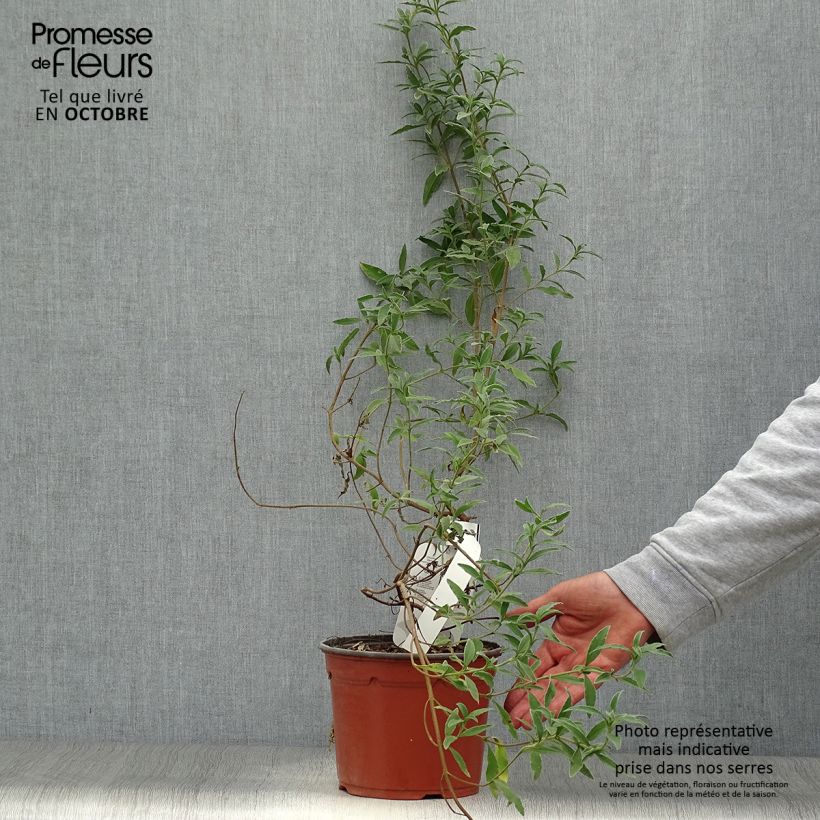 Exemplar von Rosa Zistrose - Cistus skanbergii Topf mit 2L/3L wie im Herbst geliefert