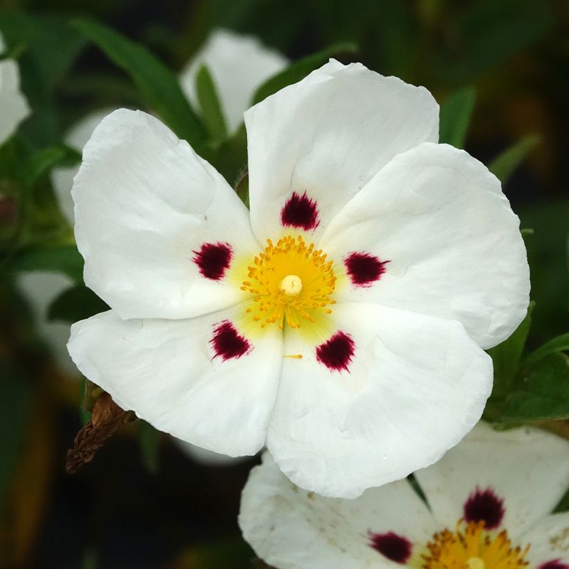 Zistrose - Cistus loretii (Blüte)
