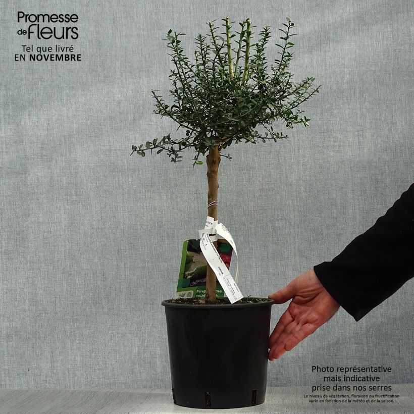 Exemplar von Fingerlimette - Microcitrus australasica Topf mit 4L/5L, 1/4 Stängel wie im Herbst geliefert