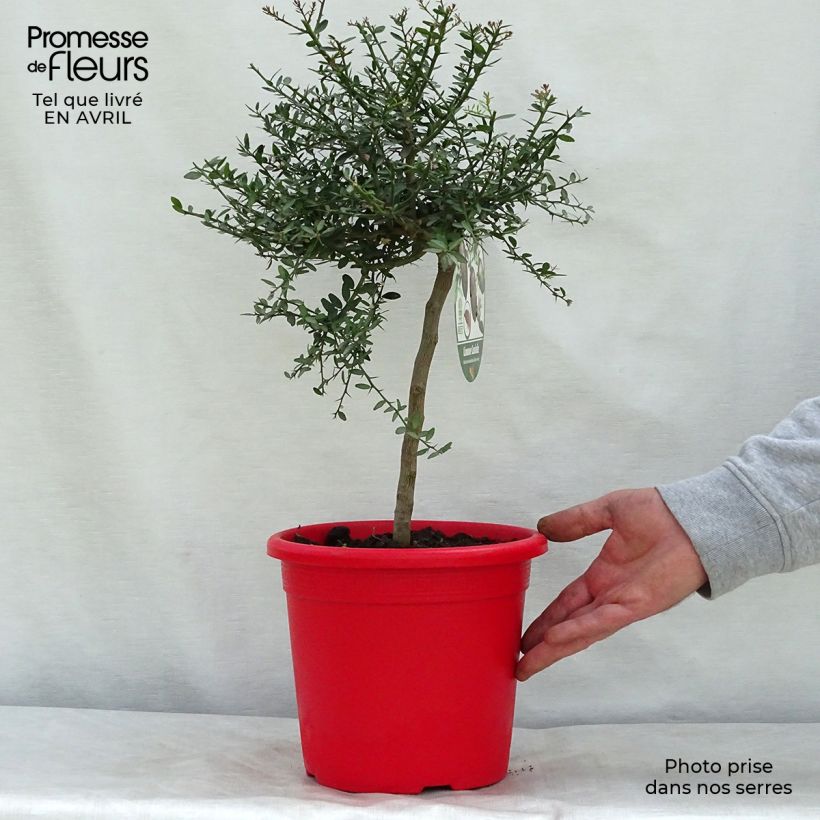 Exemplar von Fingerlimette Red Crystal - Microcitrus australasica Topf mit 2L/3L, Strauch wie im Frühjahr geliefert