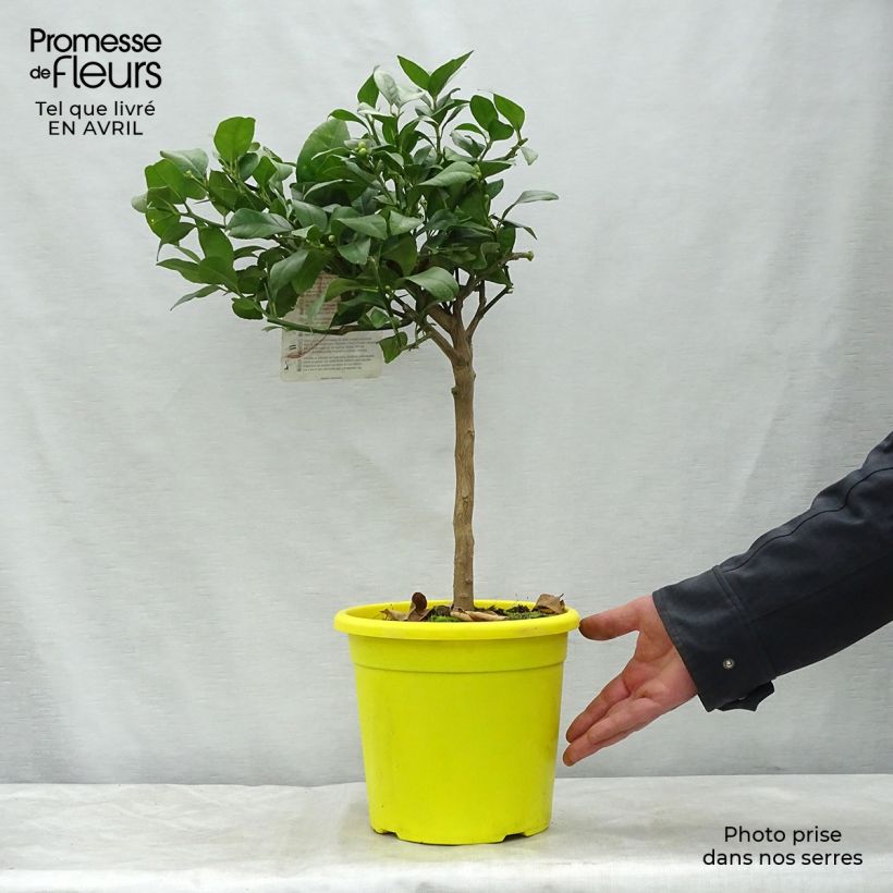 Exemplar von Hybride Zitrone - Citrus x volkameriana Topf mit 4L/5L, 1/4 Stängel wie im Frühjahr geliefert