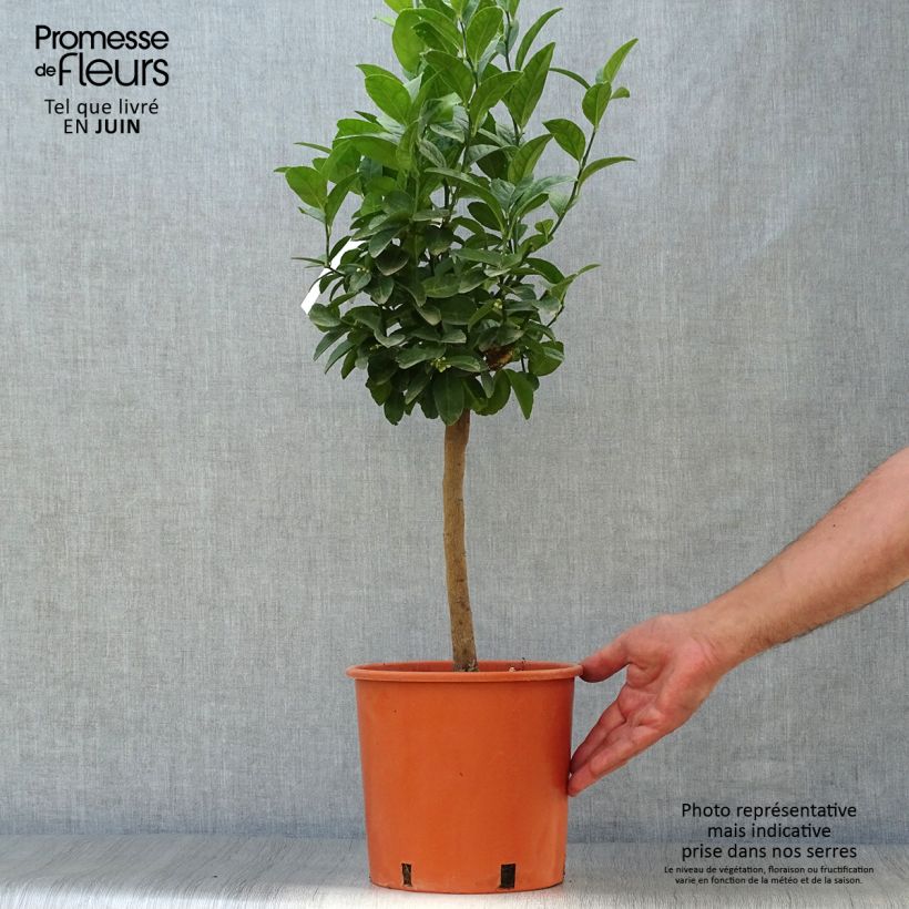 Exemplar von Echte Limette - Citrus x aurantiifolia Topf mit 4L/5L, 1/4 Stängel wie im Sommer geliefert