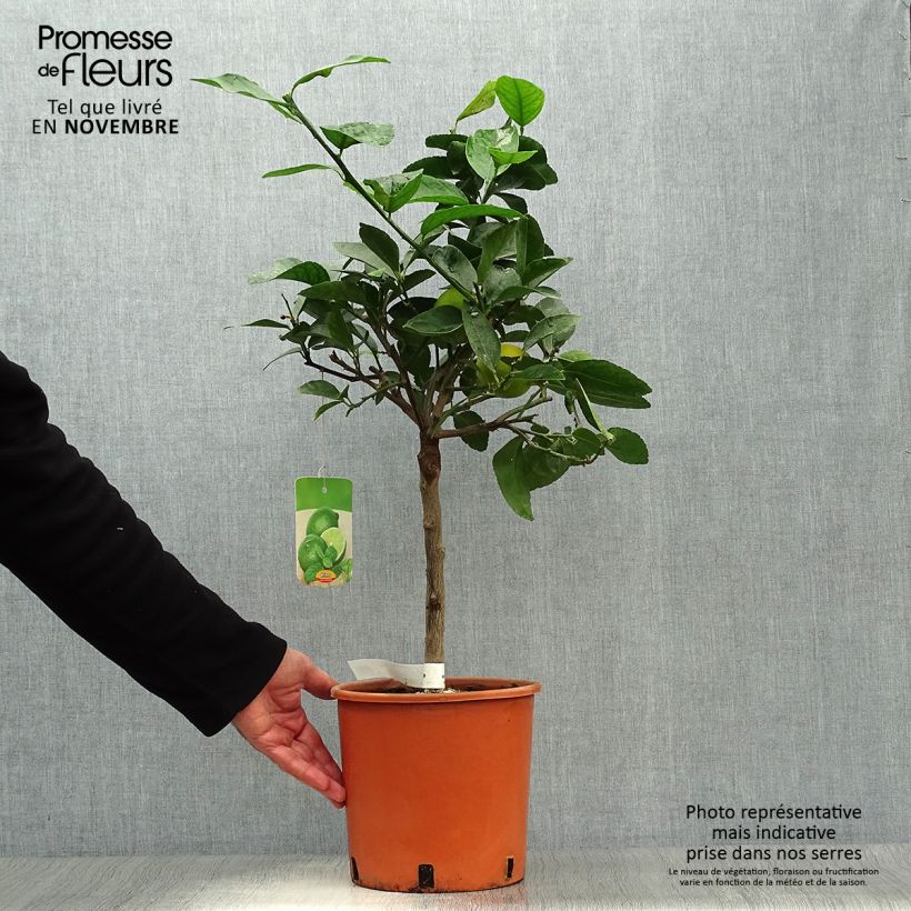 Exemplar von Echte Limette - Citrus x aurantiifolia Topf mit 4L/5L, 1/4 Stängel wie im Herbst geliefert