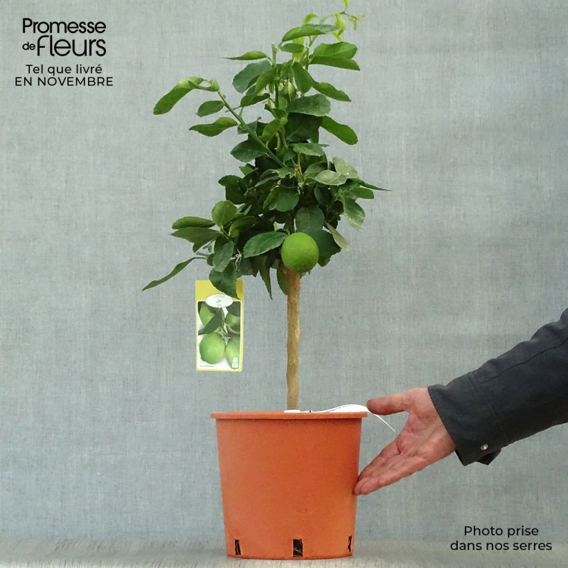 Exemplar von Echte Limette Red Lime - Citrus x aurantiifolia Topf mit 4L/5L, 1/4 Stängel wie im Herbst geliefert