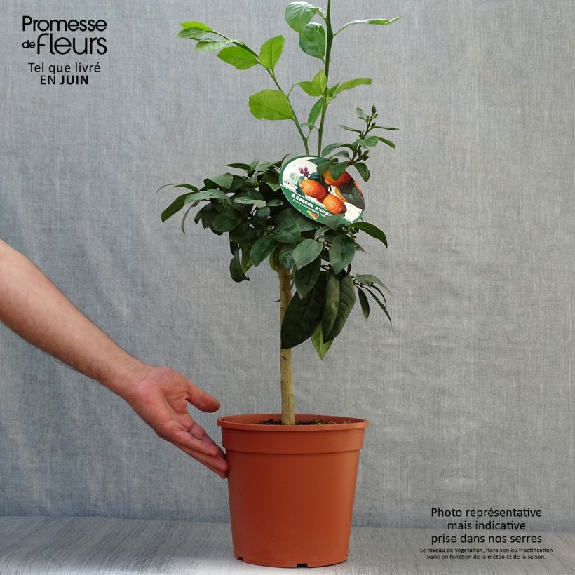 Exemplar von Echte Limette Red Lime - Citrus x aurantiifolia Topf mit 4L/5L, 1/4 Stängel wie im Sommer geliefert