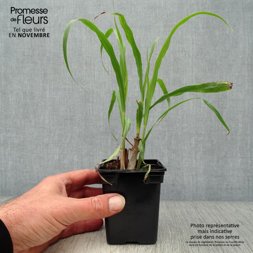 Exemplar von Lemongras (Ölgewinnung (Pflanzen) - Cymbopogon citratus Kleine Töpfe von 7/8 cm wie im Herbst geliefert