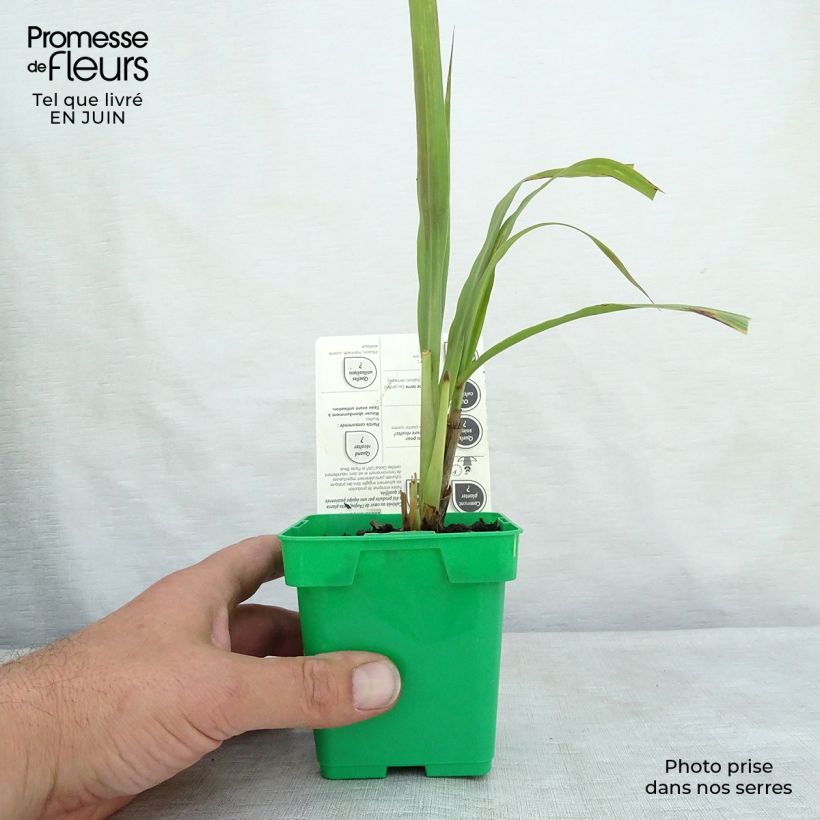 Exemplar von Lemongras (Ölgewinnung (Pflanzen) - Cymbopogon citratus Topf mit 1L/1,5L wie im Sommer geliefert