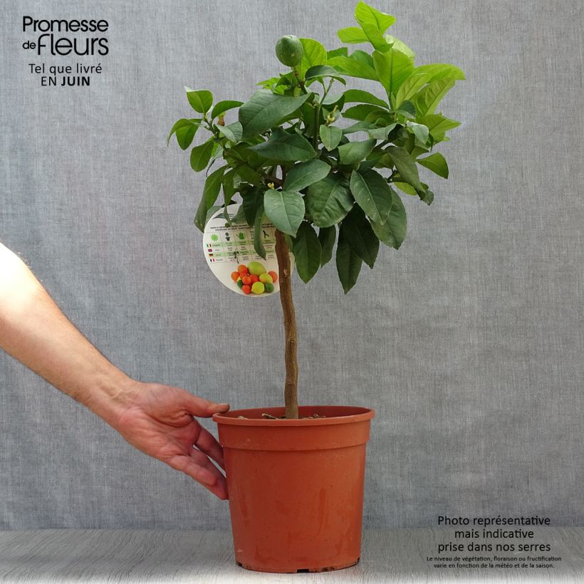 Exemplar von Zitrone Adamo - Citrus limon Topf mit 4L/5L, 1/4 Stängel wie im Sommer geliefert