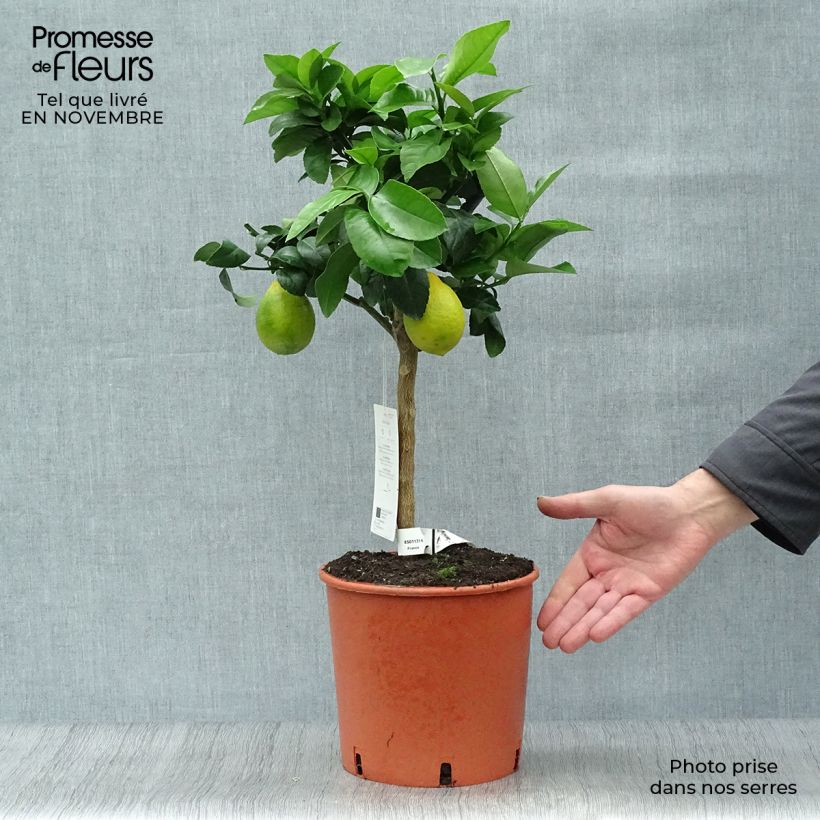 Exemplar von Hybride Zitrone Meyer - Citrus x limon Topf mit 4L/5L, 1/4 Stängel wie im Herbst geliefert
