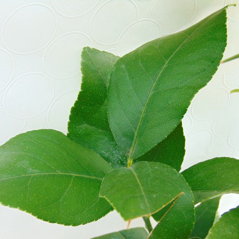 Zitrone Citronnier des 4 saisons - Citrus limon (Laub)