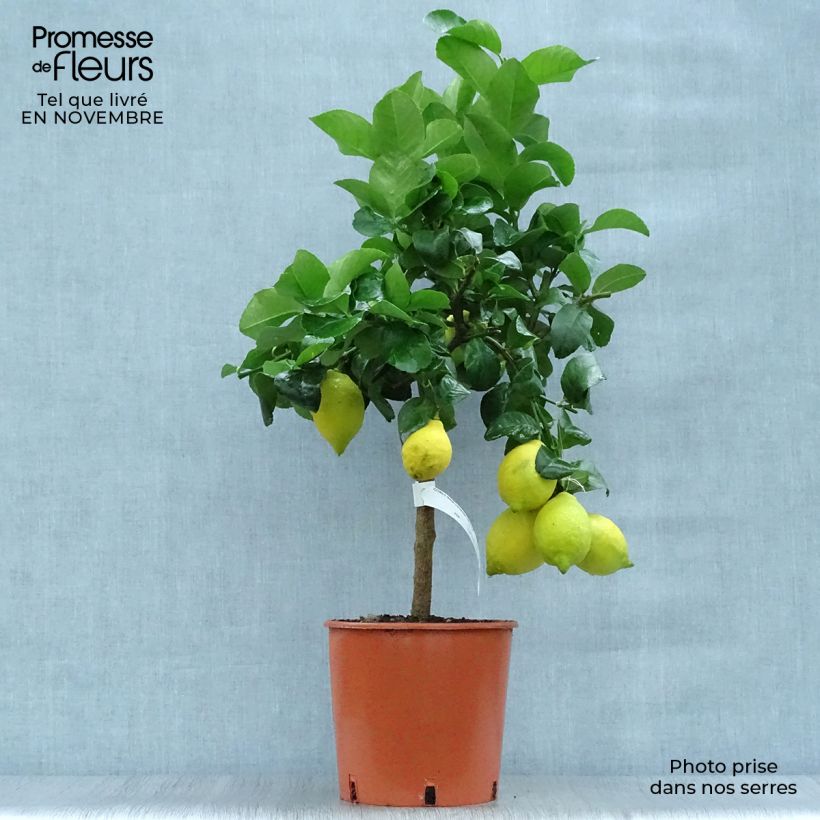 Exemplar von Zitrone Citronnier des 4 saisons - Citrus limon Topf mit 4L/5L, 1/4 Stängel wie im Herbst geliefert