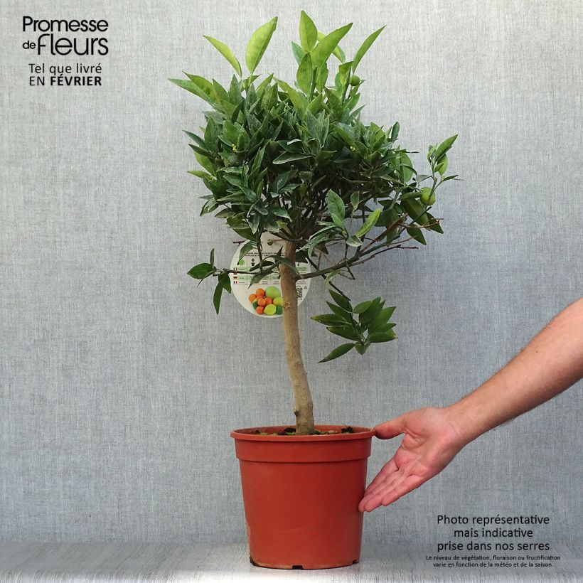 Exemplar von Kumquatine Kucle - Citrus Fortunella margarita x Citrus clementina Topf mit 4L/5L, 1/4 Stängel wie im Herbst geliefert