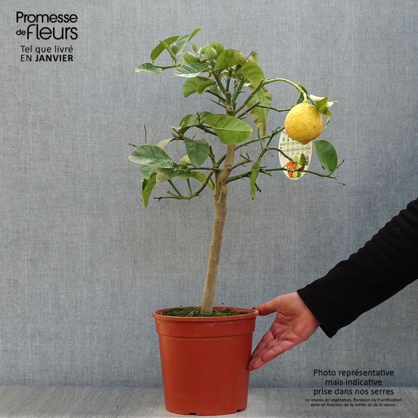 Exemplar von Hybride Zitrone Lipo - Citrus Topf mit 4L/5L, 1/4 Stängel wie im Winter geliefert