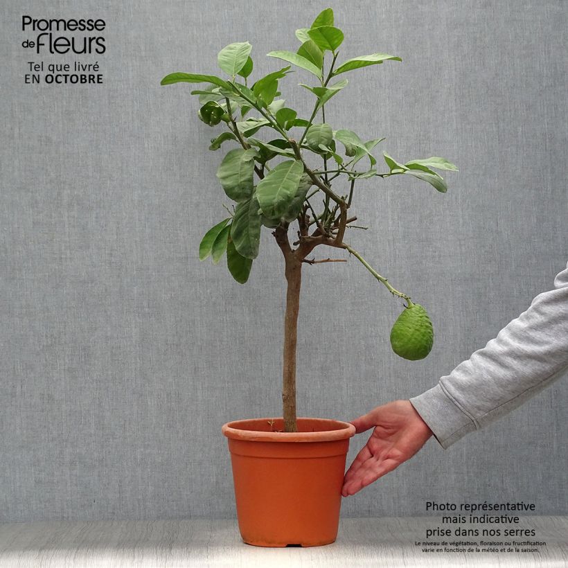 Exemplar von Zitronat-Zitrone Maxima - Citrus medica Topf mit 4L/5L, 1/4 Stängel wie im Herbst geliefert