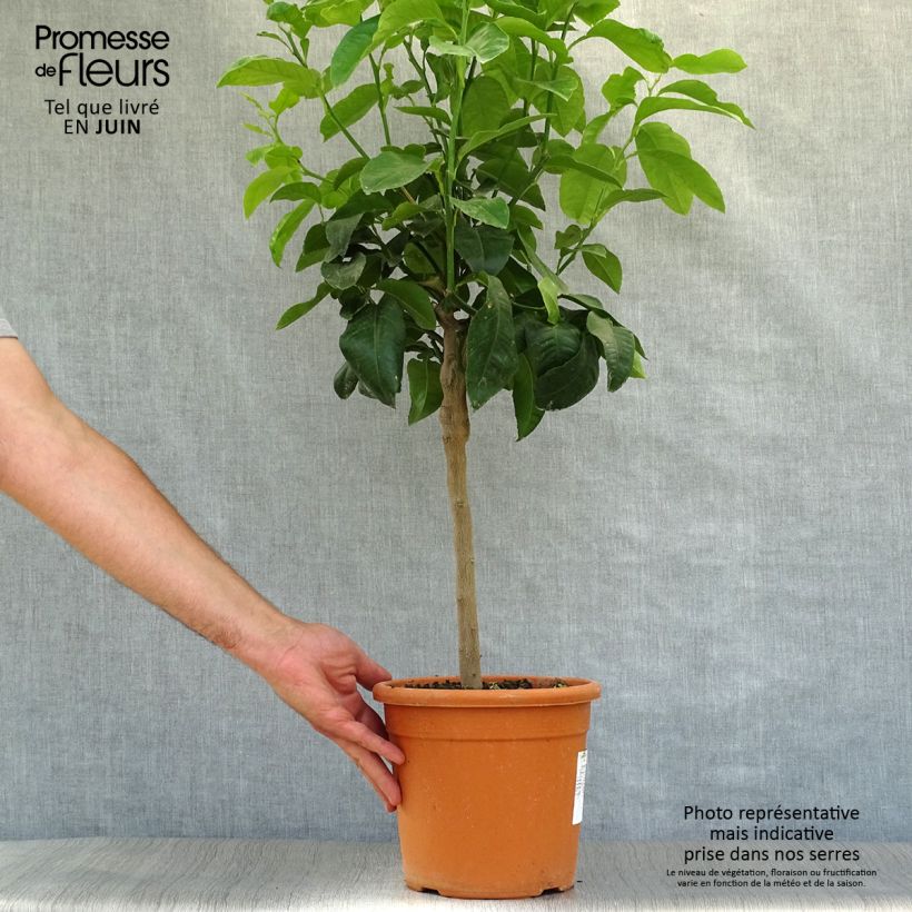 Exemplar von Zitronat-Zitrone Maxima - Citrus medica Topf mit 4L/5L, 1/4 Stängel wie im Sommer geliefert