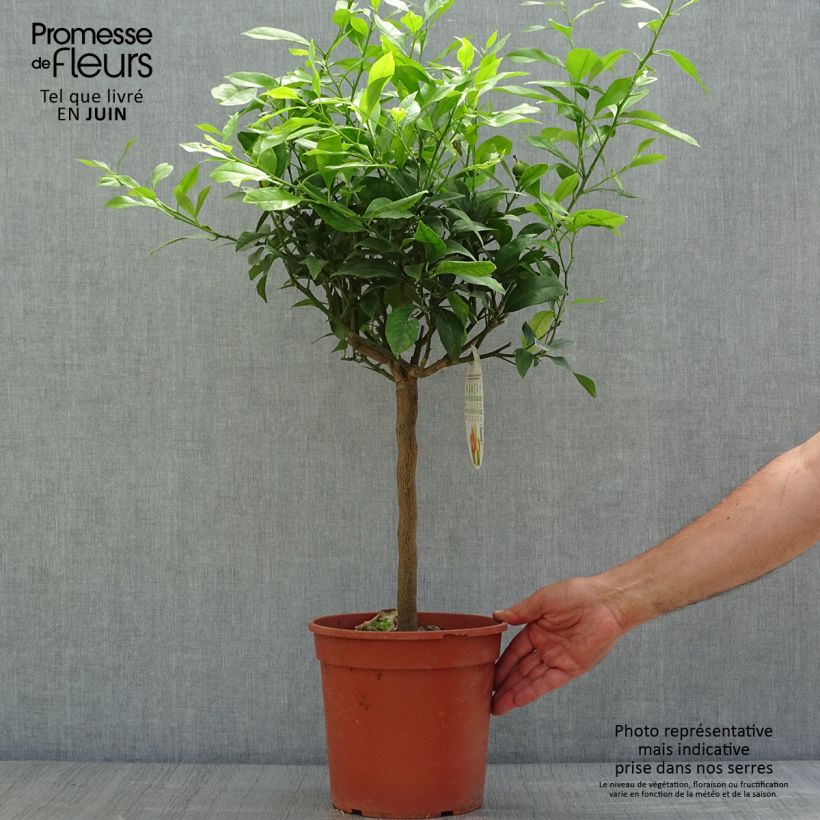 Exemplar von Zitrone Pigmentata - Citrus medica x limon Topf mit 4L/5L, 1/4 Stängel wie im Sommer geliefert