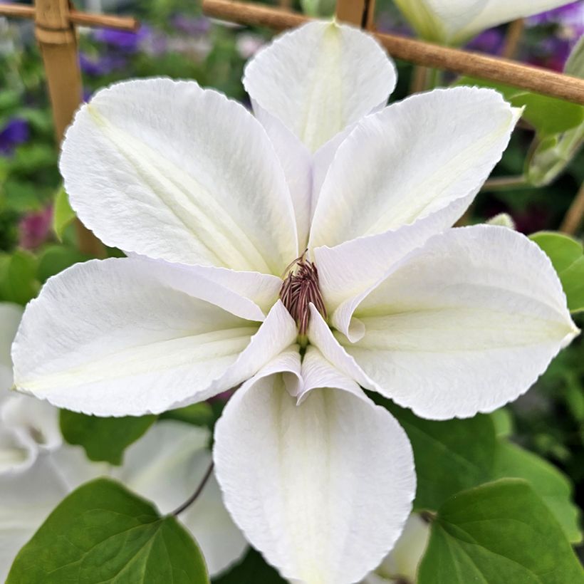 Waldrebe Guernsey Flute - Clematis  (Blüte)