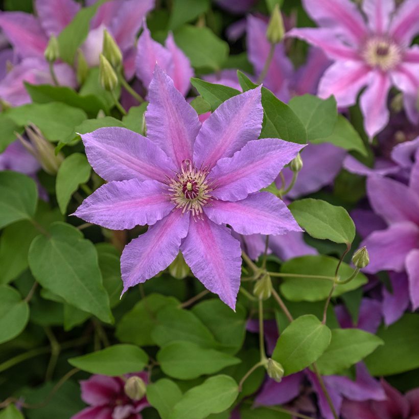 Waldrebe Tumaini - Clematis  (Blüte)