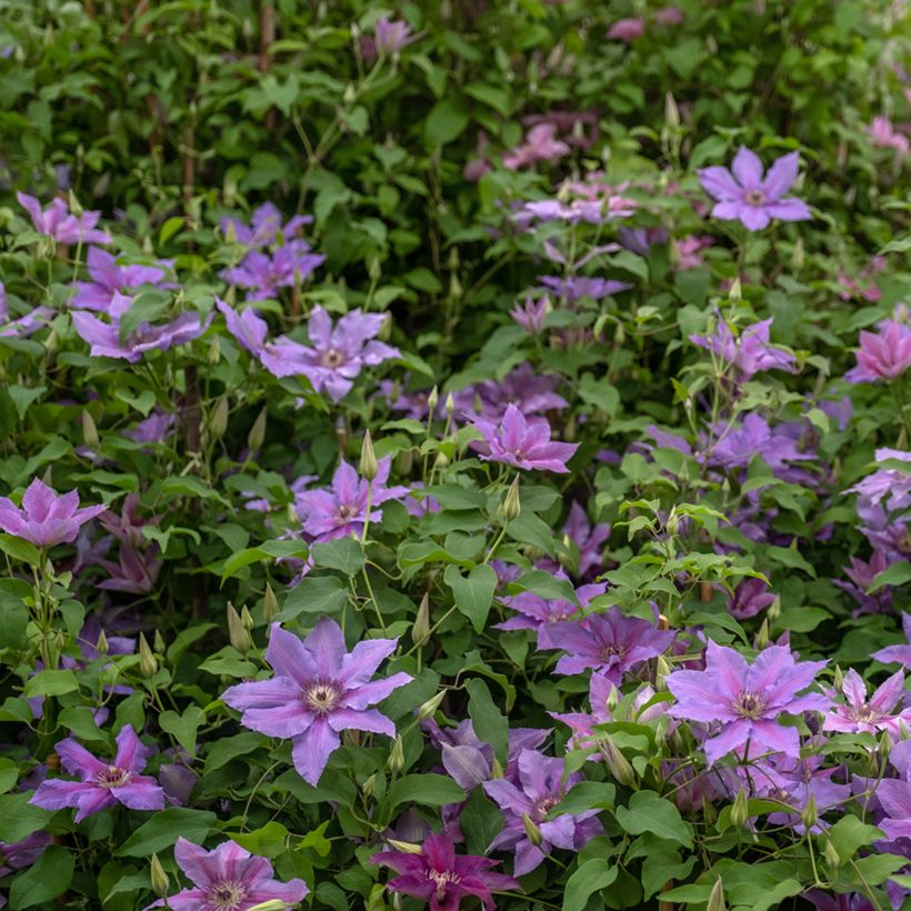 Waldrebe Tumaini - Clematis  (Wuchs)