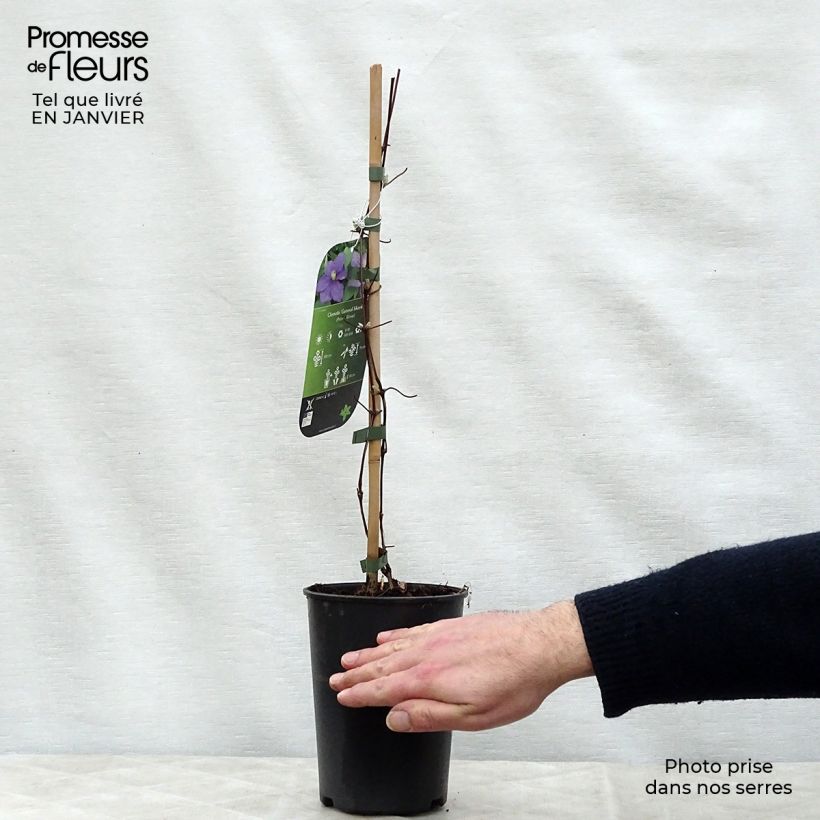 Exemplar von Waldrebe Général Sikorski - Clematis Topf mit 2L/3L wie im Winter geliefert