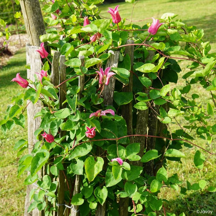 Clematis texensis Notre-Dame de Paris - Texas-Waldrebe (Wuchs)