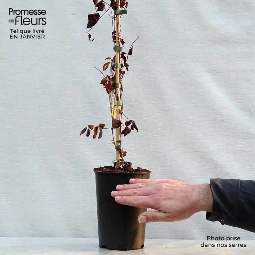 Exemplar von Waldrebe Prince Charles - Clematis Topf mit 2L/3L wie im Winter geliefert