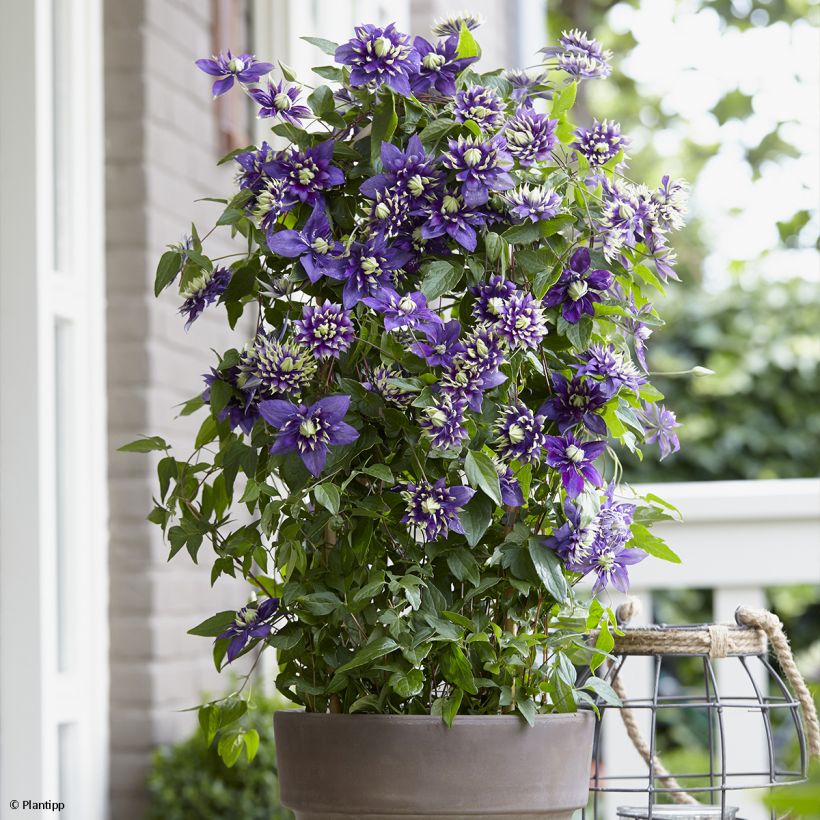 Waldrebe Taiga - Clematis (Hafen)