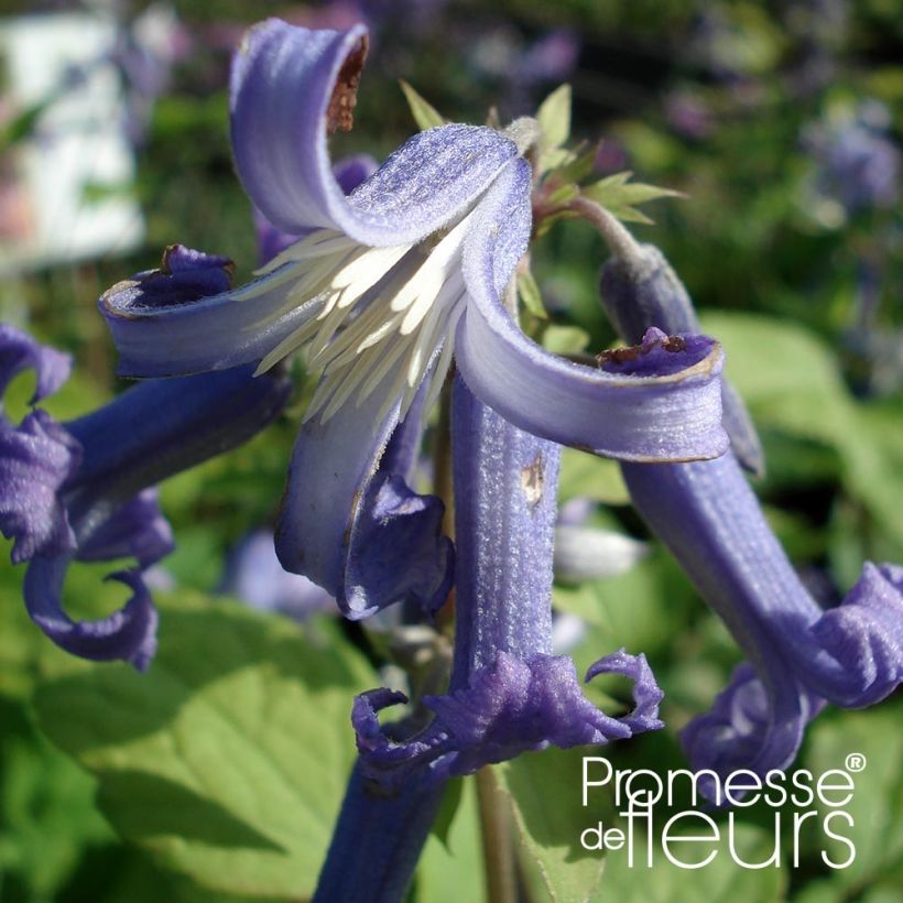 Clematis heracleifolia Côte d'Azur - Stauden-Waldrebe (Blüte)