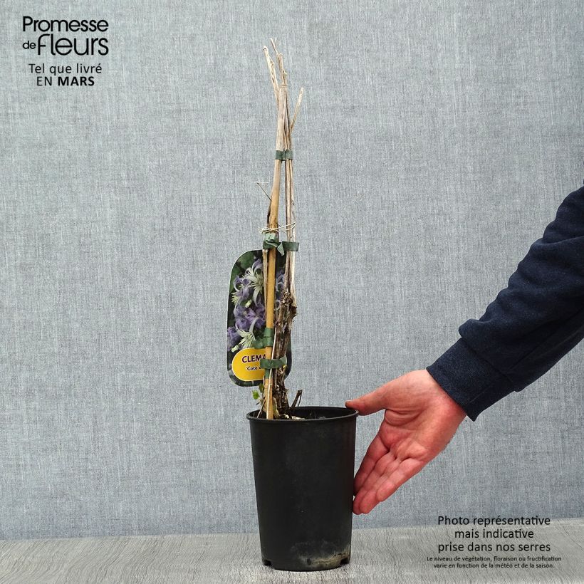 Exemplar von Clematis heracleifolia Côte d'Azur - Stauden-Waldrebe Topf mit 2L/3L wie im Winter geliefert
