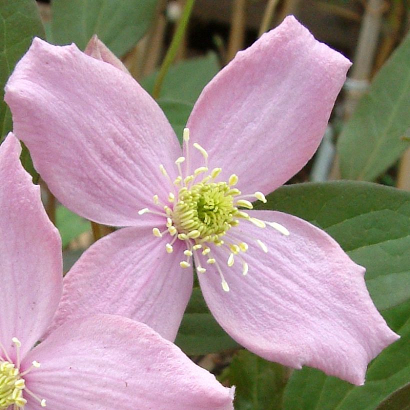 Clematis montana Fragrant Spring - Berg-Waldrebe (Blüte)