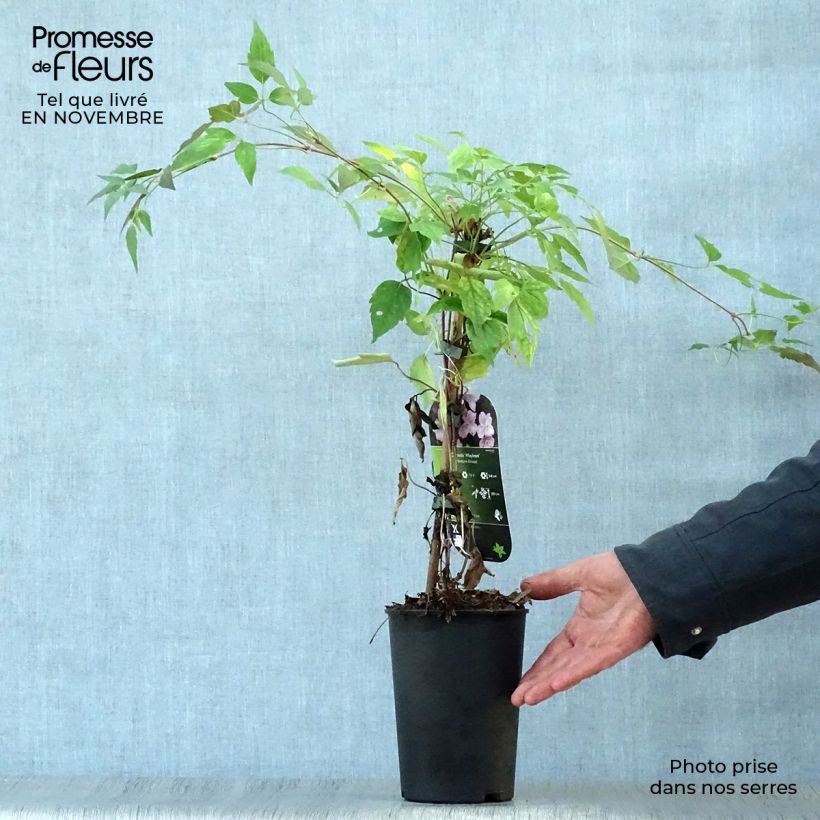 Exemplar von Clematis montana Mayleen - Berg-Waldrebe Topf mit 2L/3L wie im Herbst geliefert