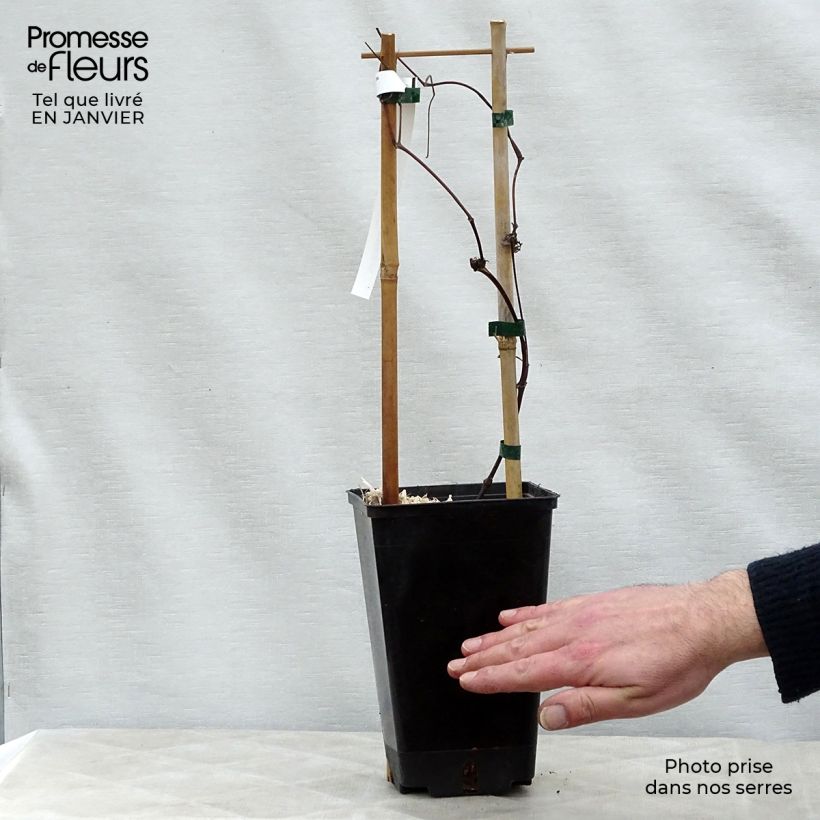 Exemplar von Clematis texensis Queen Maxima - Texas-Waldrebe Topf mit 1,5L/2L wie im Winter geliefert