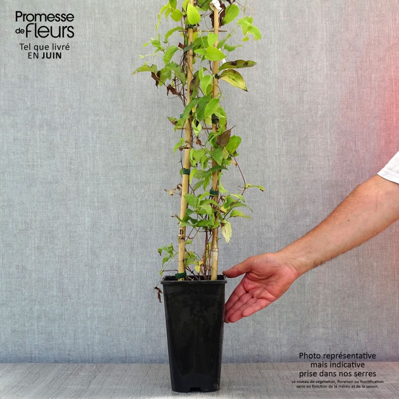 Exemplar von Waldrebe Bee's Jubilée - Clematis Topf mit 2L/3L wie im Frühjahr geliefert