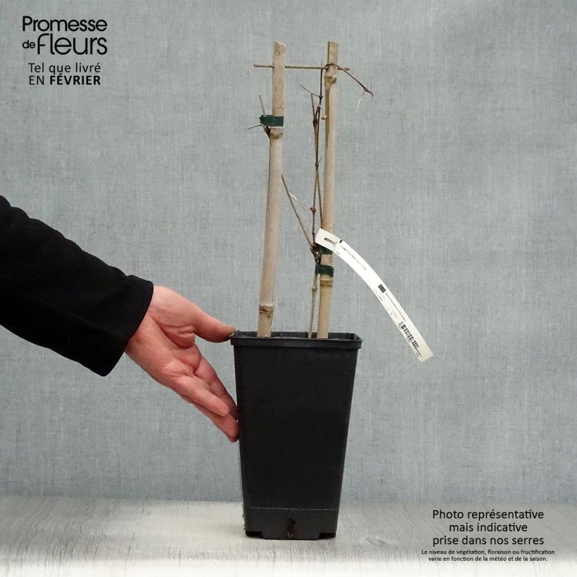 Exemplar von Waldrebe Black Tea - Clematis Topf mit 1,5L/2L wie im Winter geliefert