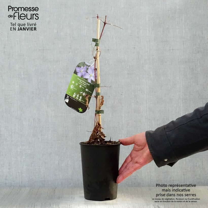 Exemplar von Waldrebe Blekitny aniol - Clematis Topf mit 1,5L/2L wie im Winter geliefert