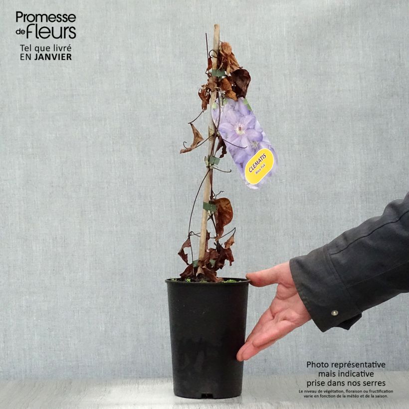 Exemplar von Clematis Alice Fisk - Waldrebe Topf mit 2L/3L wie im Winter geliefert