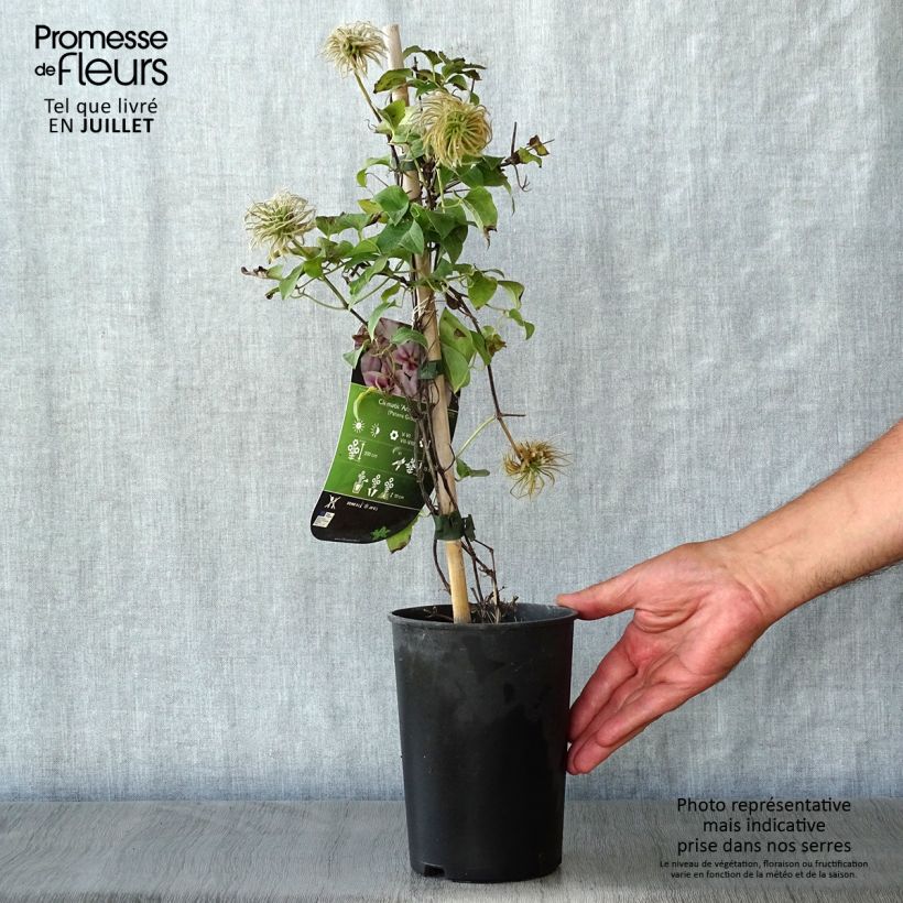 Exemplar von Waldrebe Andromeda - Clematis Topf mit 2L/3L wie im Sommer geliefert