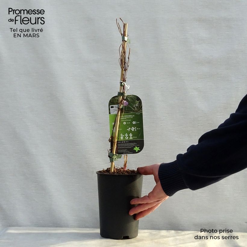 Exemplar von Waldrebe Annabella - Clematis Topf mit 2L/3L wie im Frühjahr geliefert