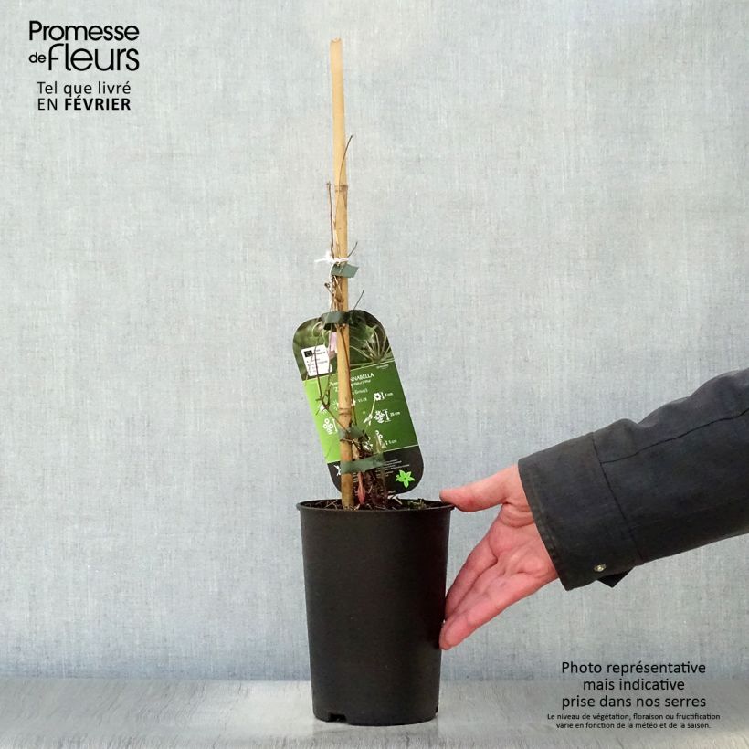 Exemplar von Waldrebe Annabella - Clematis Topf mit 2L/3L wie im Winter geliefert