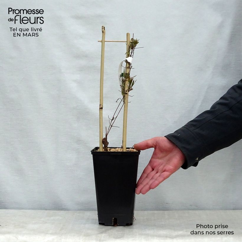 Exemplar von Waldrebe Asao - Clematis Topf mit 2L/3L wie im Frühjahr geliefert