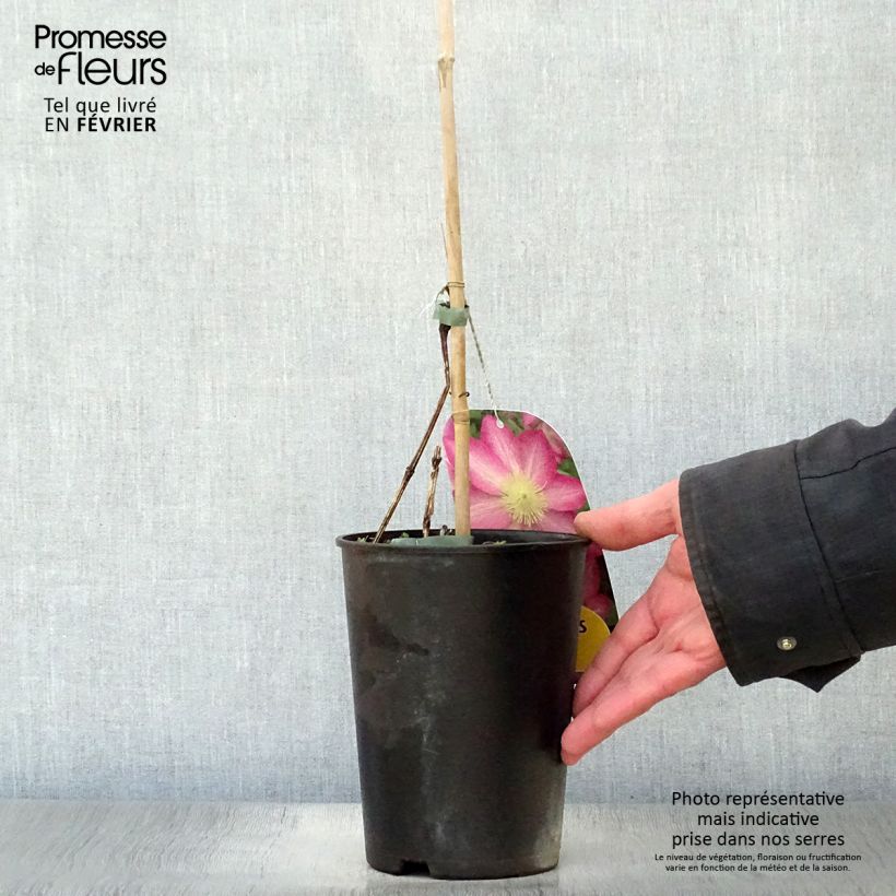 Exemplar von Waldrebe Asao - Clematis Topf mit 2L/3L wie im Winter geliefert