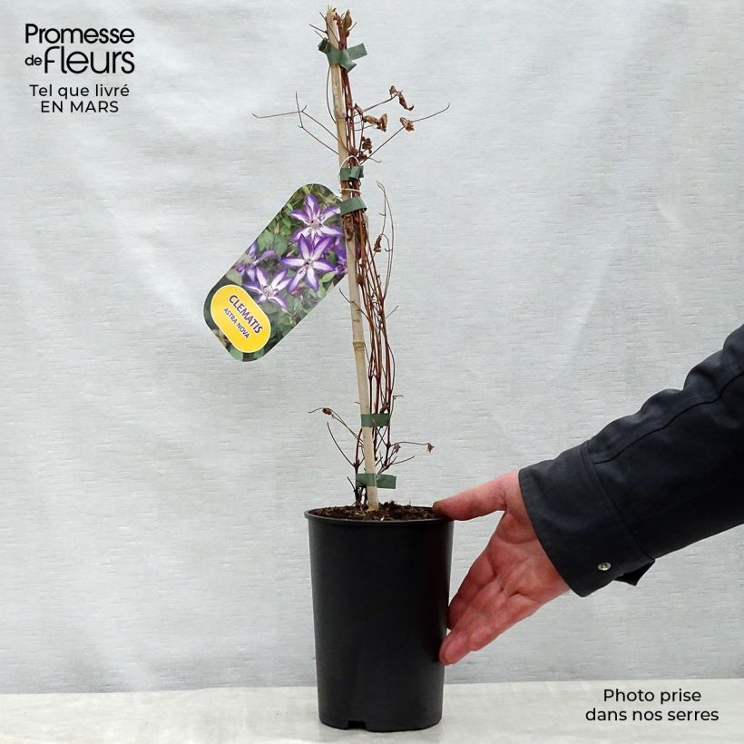 Exemplar von Clematis viticella Astra nova - Waldrebe Topf mit 2L/3L wie im Frühjahr geliefert