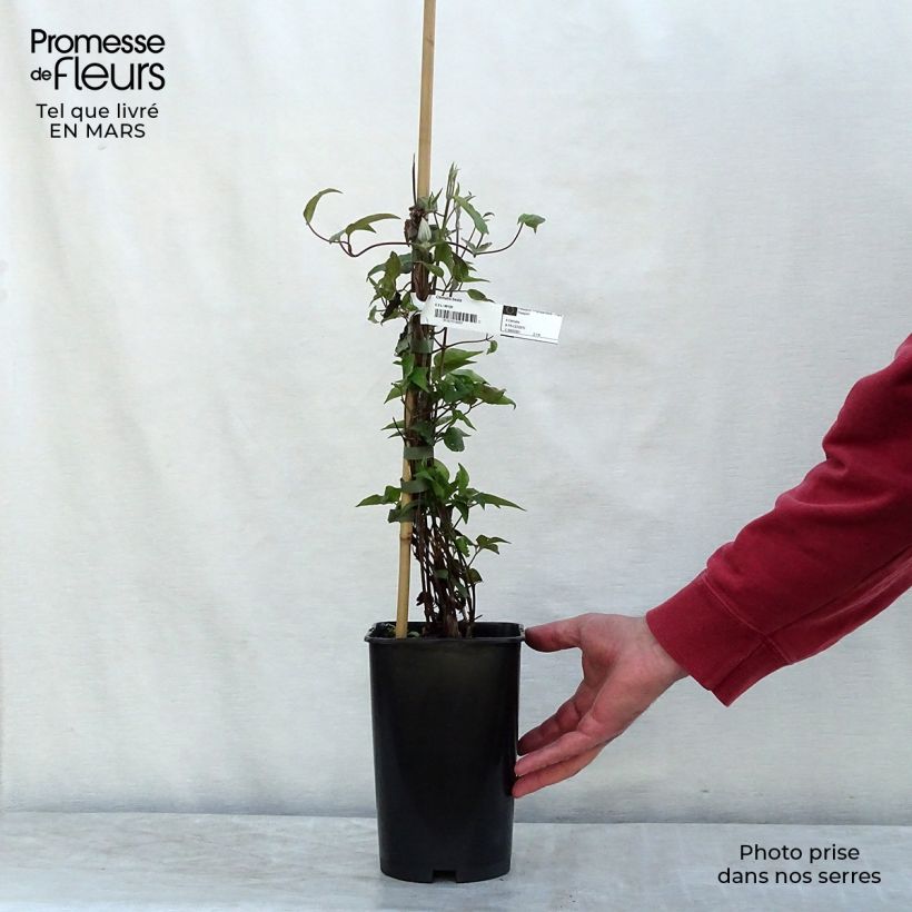 Exemplar von Waldrebe Beata - Clematis Topf mit 2L/3L wie im Frühjahr geliefert