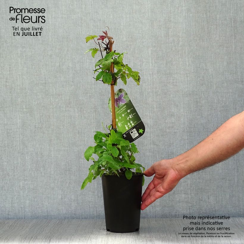 Exemplar von Waldrebe Blue Eclipse - Clematis Topf mit 2L/3L wie im Sommer geliefert