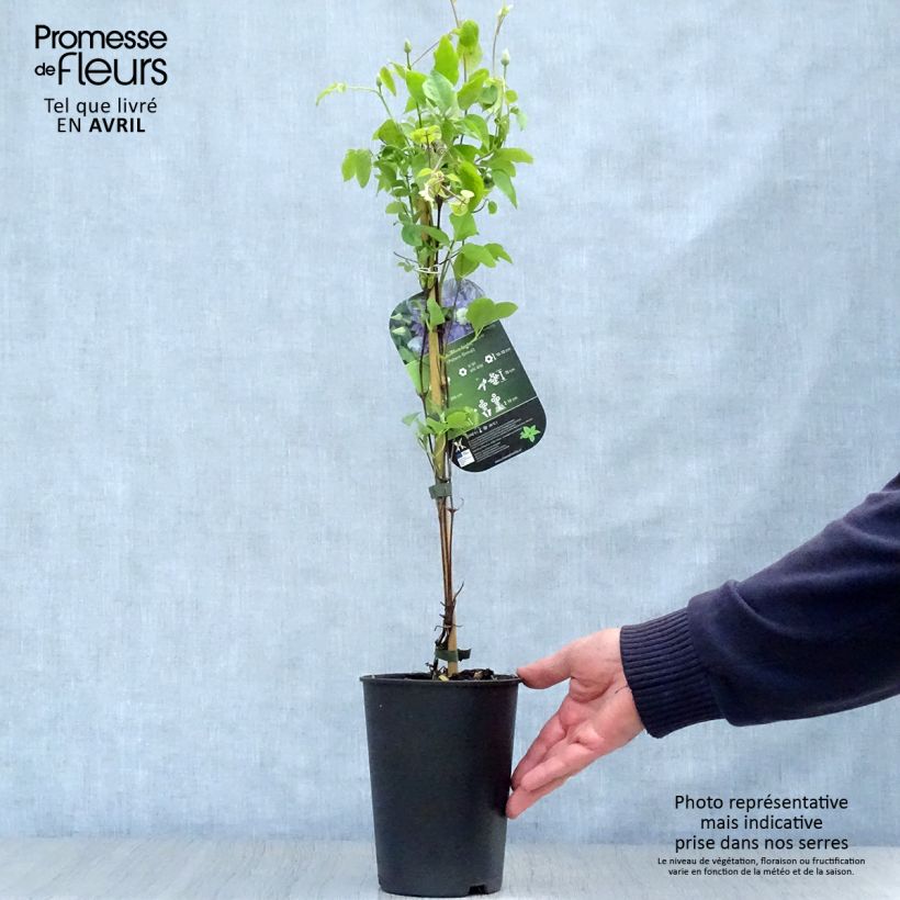 Exemplar von Waldrebe Blue Light - Clematis Topf mit 1,5L/2L wie im Frühjahr geliefert