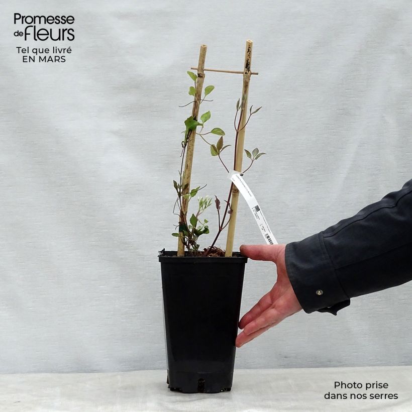 Exemplar von Waldrebe Carnaby - Clematis Topf mit 1,5L/2L wie im Frühjahr geliefert