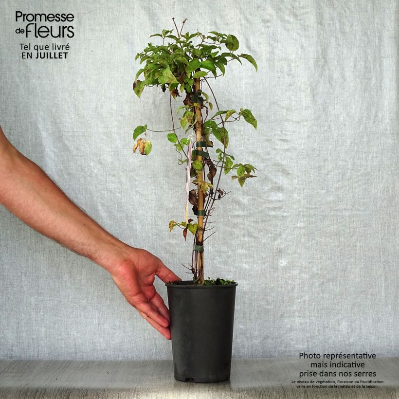 Exemplar von Waldrebe Caroline - Clematis Topf mit 2L/3L wie im Sommer geliefert
