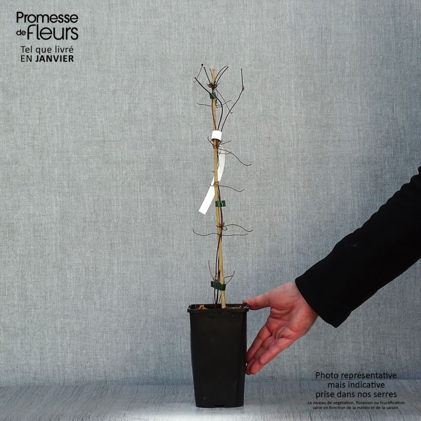 Exemplar von Waldrebe Cezanne - Clematis Topf mit 1,5L/2L wie im Winter geliefert